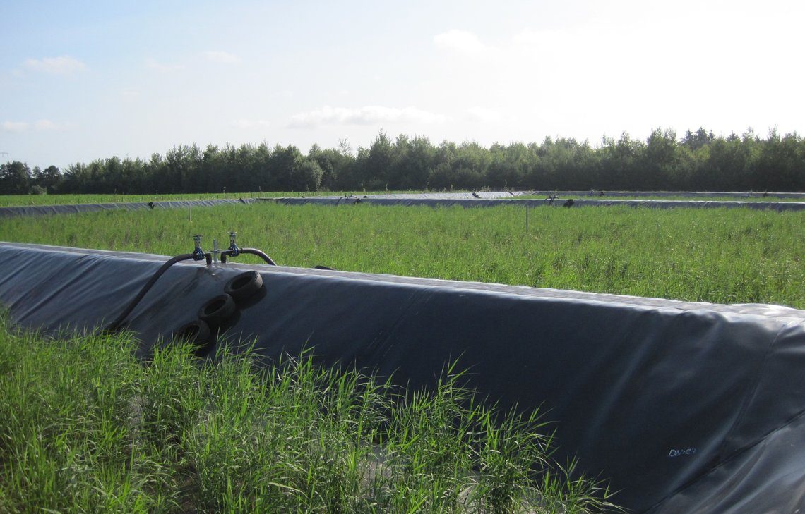 Die Rhizome beschleunigen die Klärschlammentwässerung